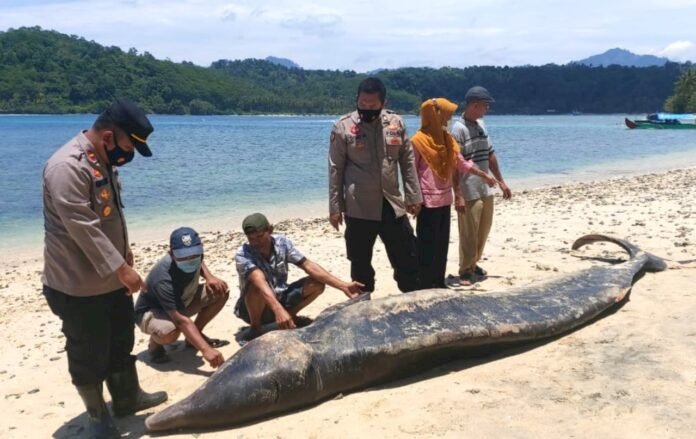Ikan Paus Lima Meter Terdampar di Pantai Tengor Tanggamus